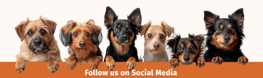 follow us on social media cute dogs